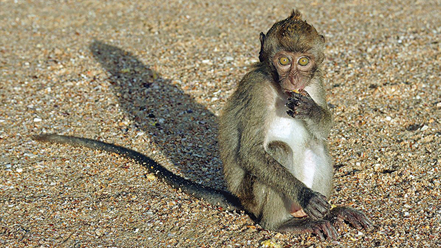 Detail Jenis Jenis Monyet Dan Gambarnya Nomer 39