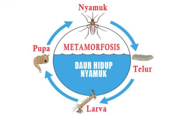 Detail Jenis Jenis Nyamuk Dan Gambarnya Nomer 27