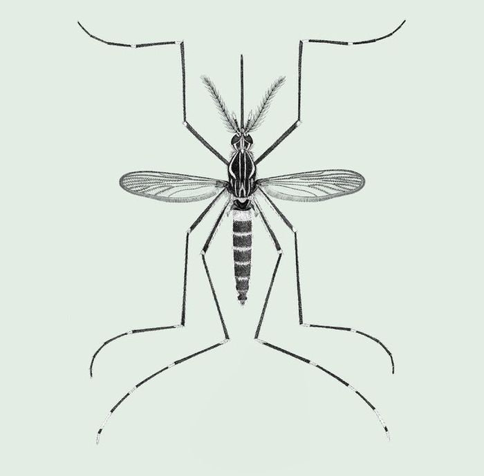 Detail Jenis Jenis Nyamuk Dan Gambarnya Nomer 28