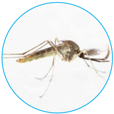 Detail Jenis Jenis Nyamuk Dan Gambarnya Nomer 34
