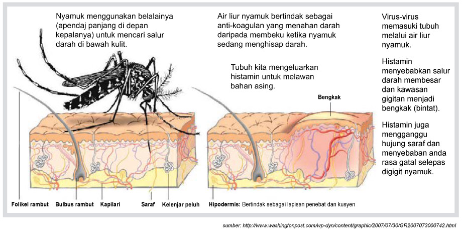 Detail Jenis Jenis Nyamuk Dan Gambarnya Nomer 50