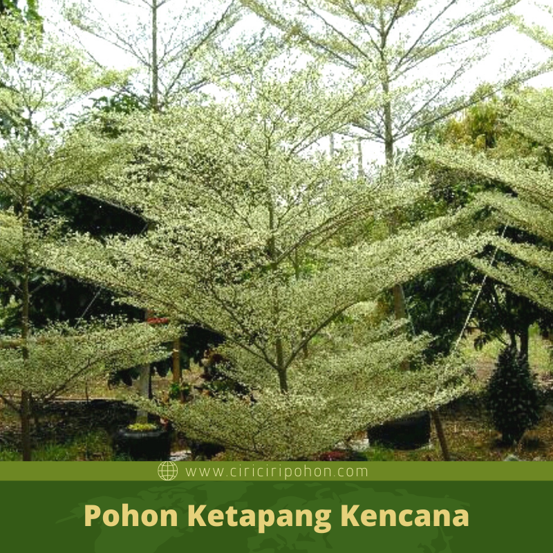 Detail Jenis Jenis Pohon Nomer 28