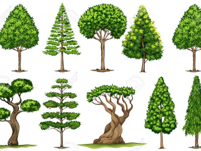 Detail Jenis Jenis Pohon Nomer 9