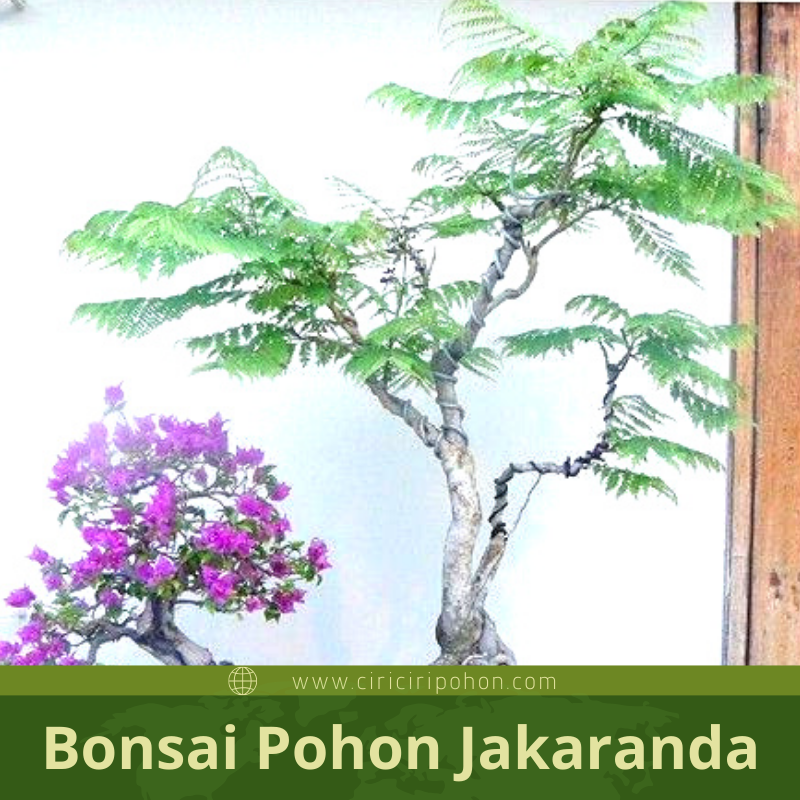 Detail Jenis Jenis Pohon Bonsai Nomer 42