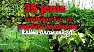 Detail Jenis Jenis Rumput Liar Dan Gambarnya Nomer 25