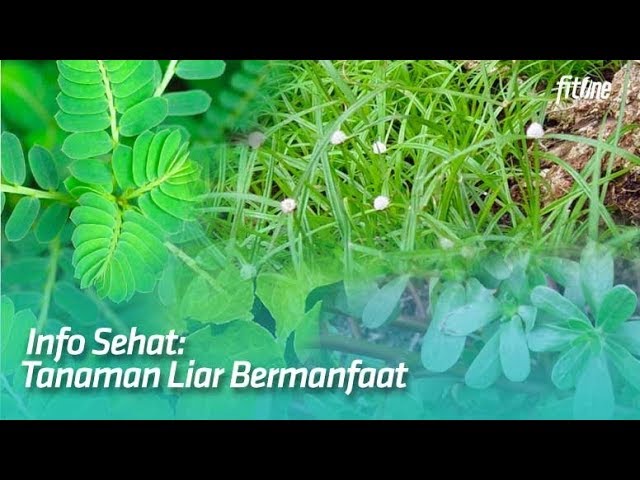 Detail Jenis Jenis Rumput Liar Dan Gambarnya Nomer 47