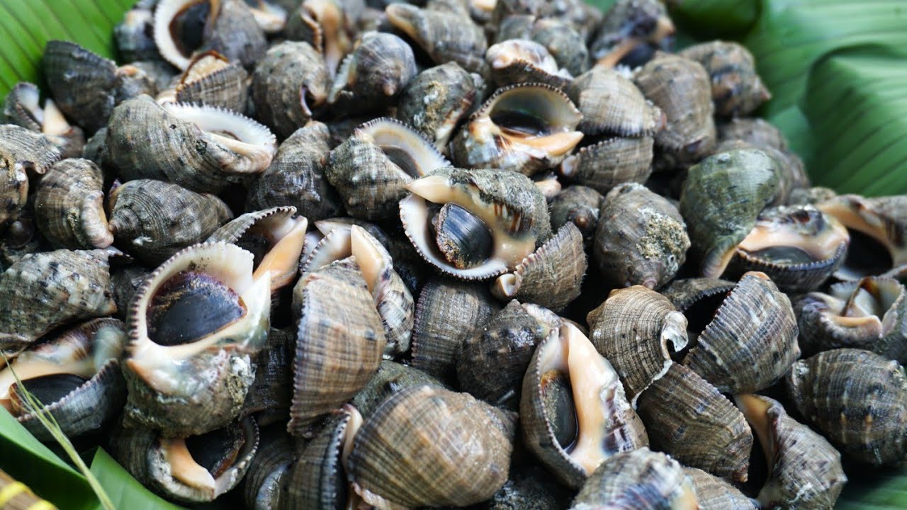 Jenis Jenis Siput Laut - KibrisPDR