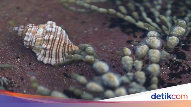 Detail Jenis Jenis Siput Laut Nomer 16