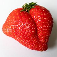Detail Jenis Jenis Strawberry Nomer 11
