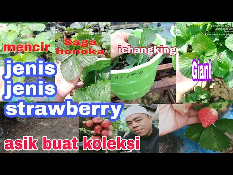 Detail Jenis Jenis Strawberry Dan Gambarnya Nomer 9