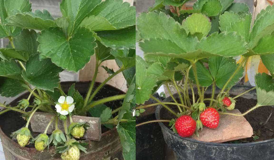 Detail Jenis Jenis Strawberry Dan Gambarnya Nomer 43