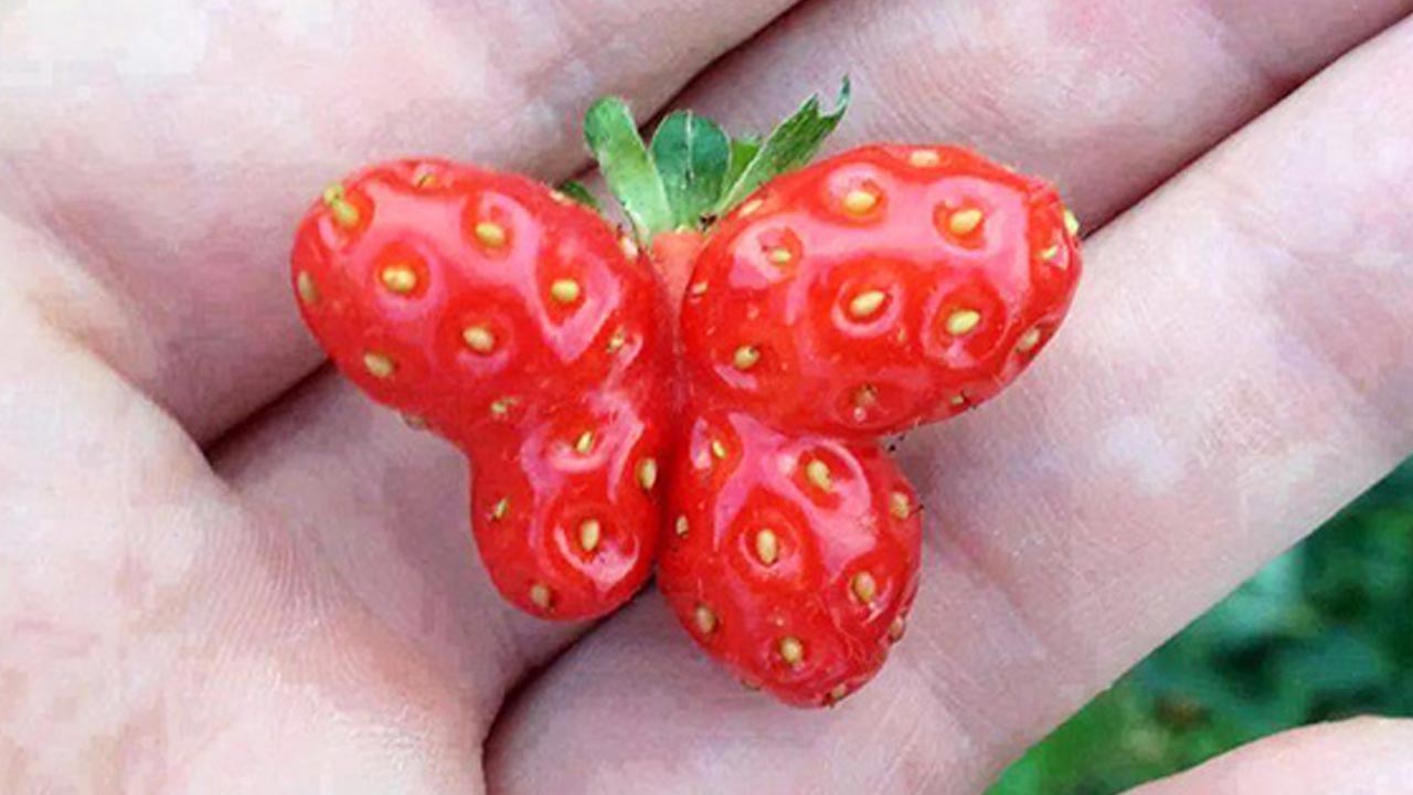Detail Jenis Jenis Strawberry Dan Gambarnya Nomer 50