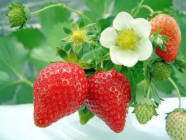 Detail Jenis Jenis Strawberry Dan Gambarnya Nomer 6