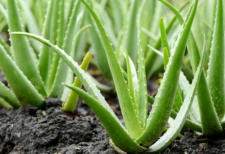 Jenis Jenis Tanaman Aloe Vera - KibrisPDR