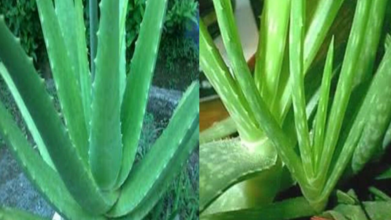 Detail Jenis Jenis Tanaman Aloe Vera Nomer 2