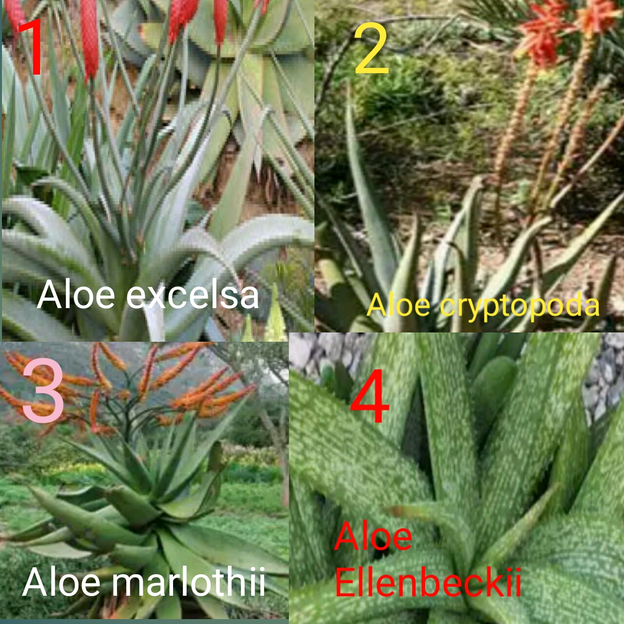Detail Jenis Jenis Tanaman Aloe Vera Nomer 3