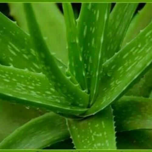 Detail Jenis Jenis Tanaman Aloe Vera Nomer 43