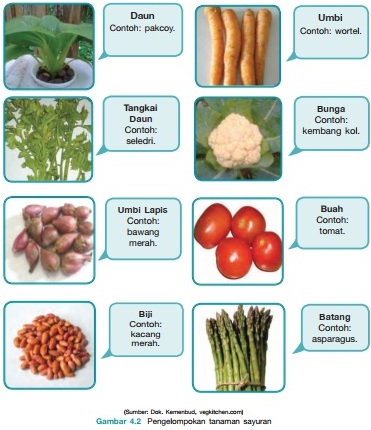 Detail Jenis Jenis Tanaman Sayuran Nomer 4