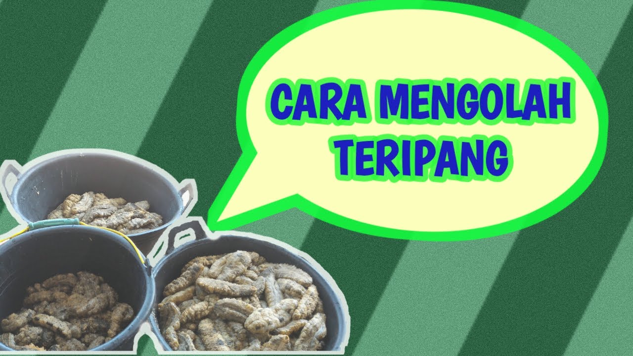 Detail Jenis Jenis Teripang Dan Gambarnya Nomer 33