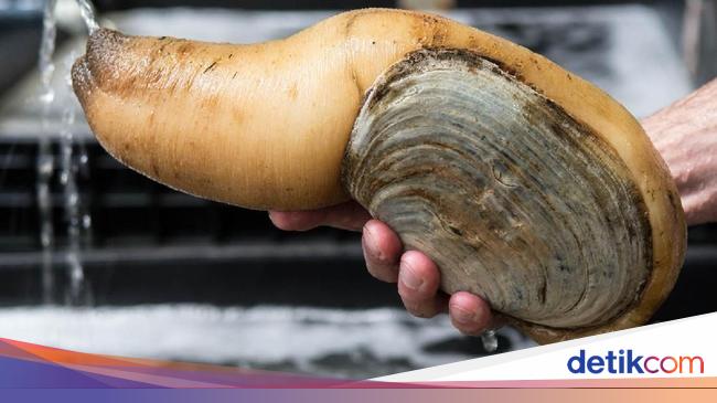 Detail Jenis Kerang Laut Nomer 31