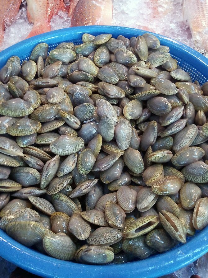 Detail Jenis Kerang Laut Nomer 33