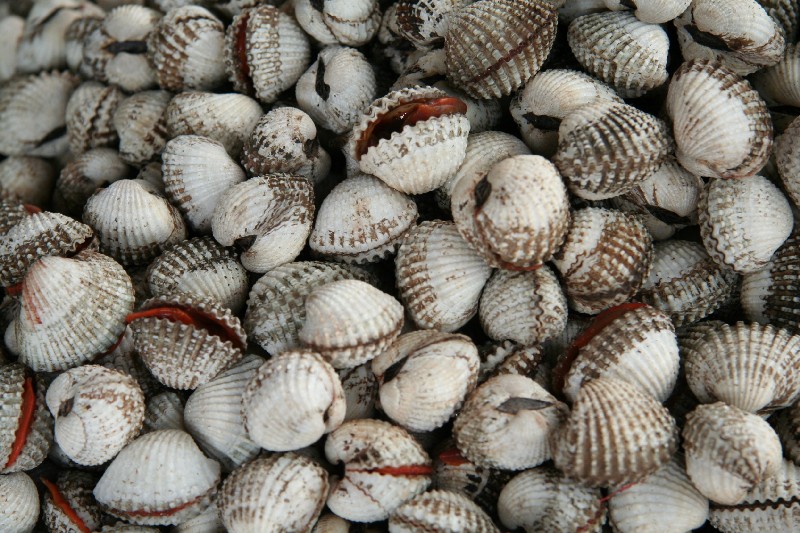 Detail Jenis Kerang Laut Nomer 36