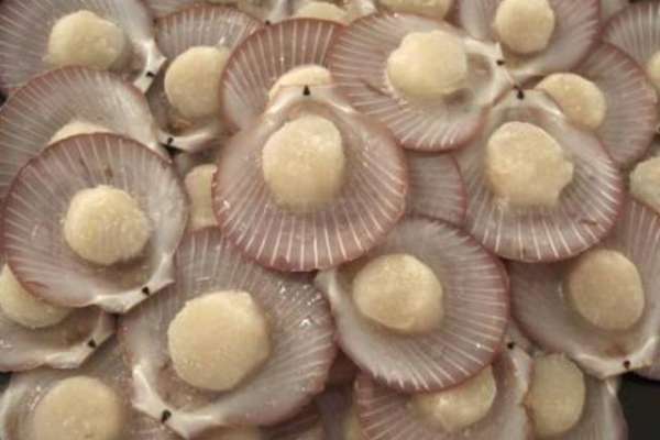 Detail Jenis Kerang Laut Nomer 37