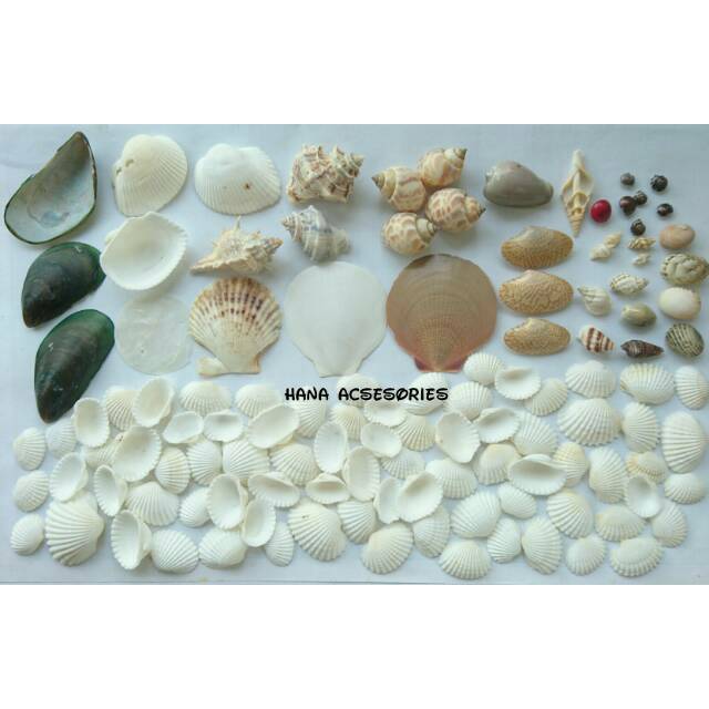 Detail Jenis Kerang Laut Nomer 47