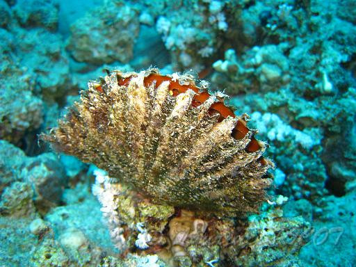 Detail Jenis Kerang Laut Yang Dilindungi Nomer 22