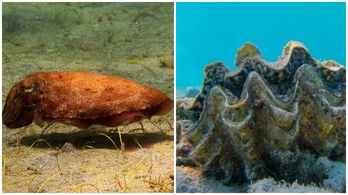 Detail Jenis Kerang Laut Yang Dilindungi Nomer 31