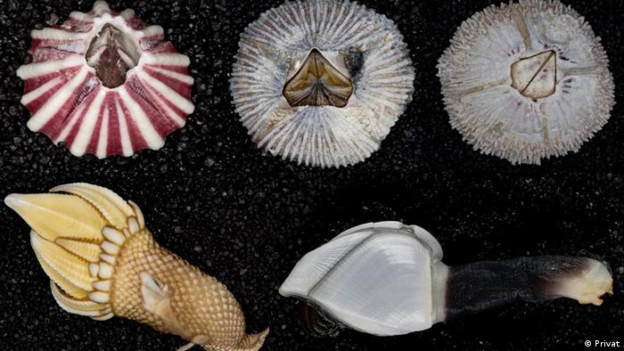 Detail Jenis Kerang Laut Yang Dilindungi Nomer 35