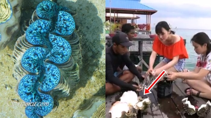 Detail Jenis Kerang Laut Yang Dilindungi Nomer 36