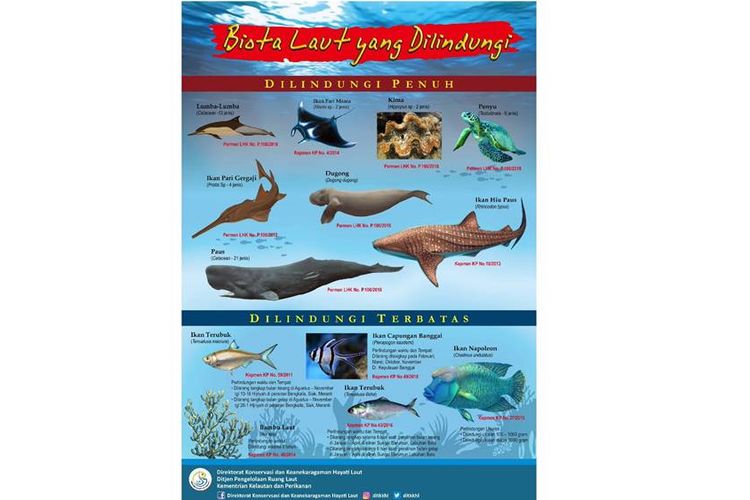 Detail Jenis Kerang Laut Yang Dilindungi Nomer 40