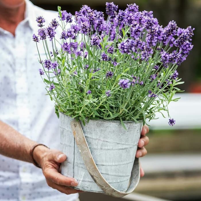 Detail Jenis Lavender Paling Wangi Nomer 10