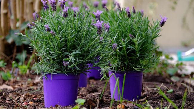 Download Jenis Lavender Paling Wangi Nomer 11