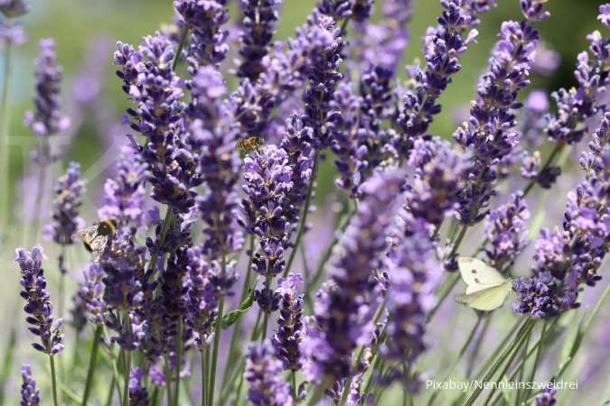 Detail Jenis Lavender Paling Wangi Nomer 15