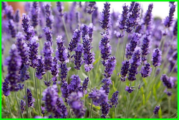 Detail Jenis Lavender Paling Wangi Nomer 16