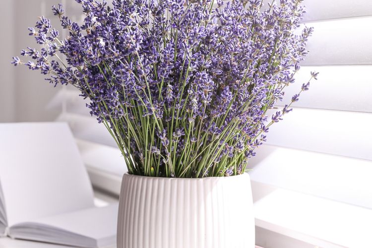 Download Jenis Lavender Paling Wangi Nomer 50