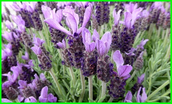 Detail Jenis Lavender Paling Wangi Nomer 7