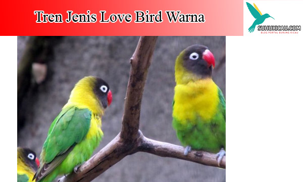 Detail Jenis Lovebird Dan Gambarnya Nomer 40