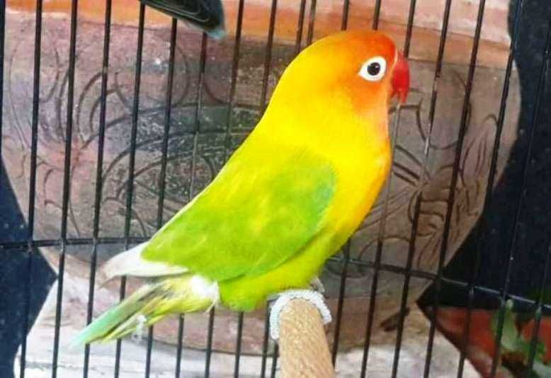 Jenis Lovebird Pasjo - KibrisPDR