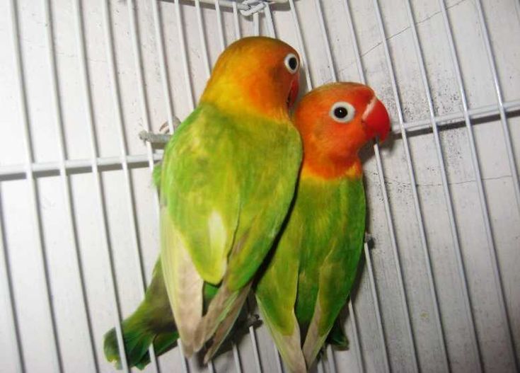 Detail Jenis Lovebird Pasjo Nomer 2