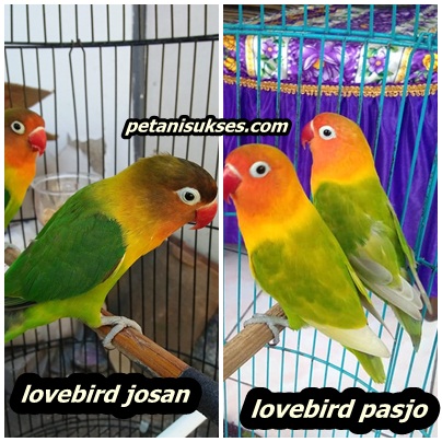 Detail Jenis Lovebird Pasjo Nomer 10