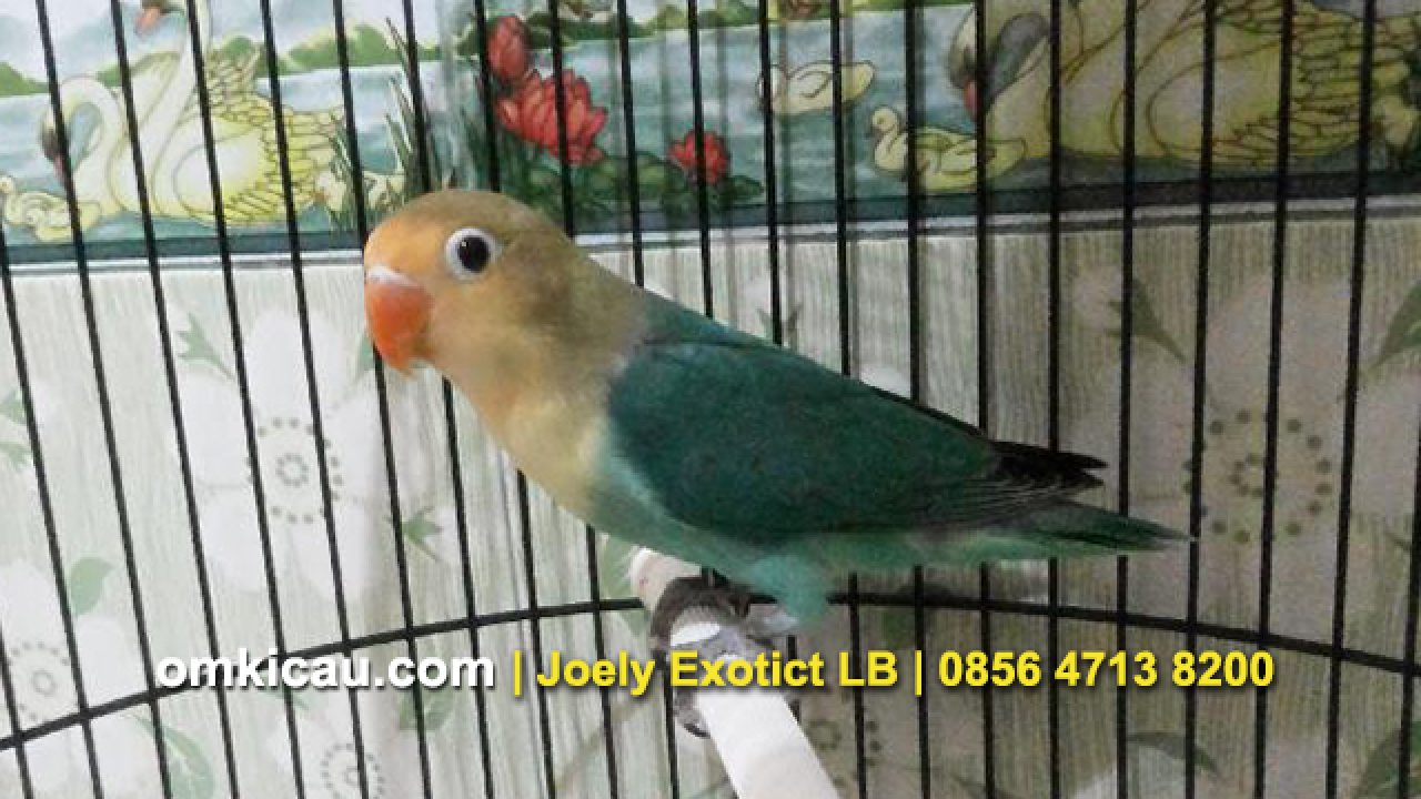 Detail Jenis Lovebird Pb Nomer 2