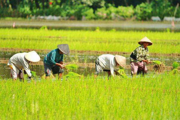 Detail Jenis Pekerjaan Di Pedesaan Nomer 35