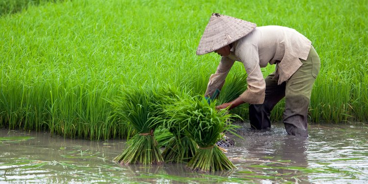 Detail Jenis Pekerjaan Di Pedesaan Nomer 37