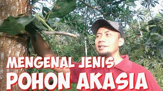 Detail Jenis Pohon Akasia Nomer 18