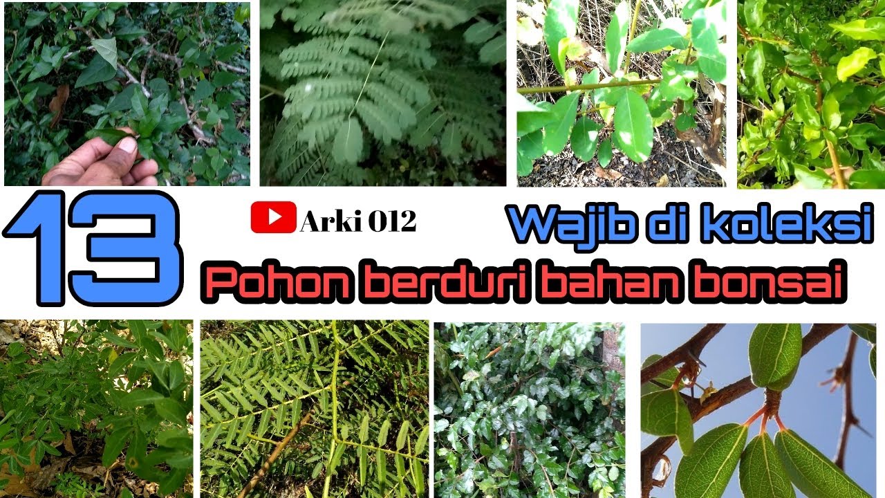 Detail Jenis Pohon Berduri Di Indonesia Nomer 2