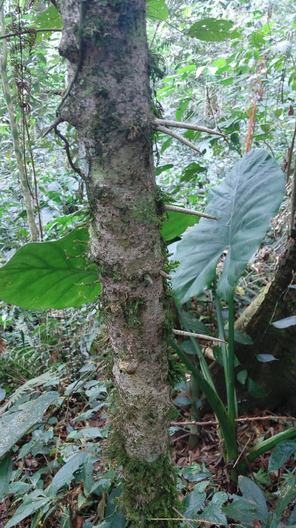 Detail Jenis Pohon Berduri Di Indonesia Nomer 12