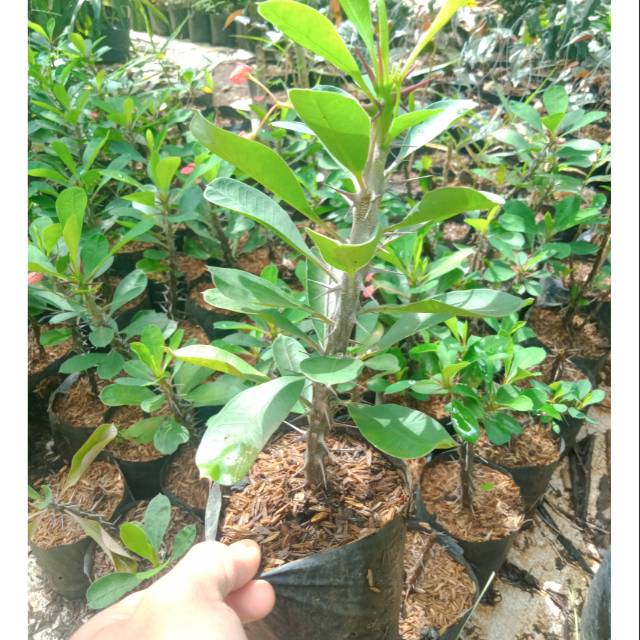 Detail Jenis Pohon Berduri Di Indonesia Nomer 14